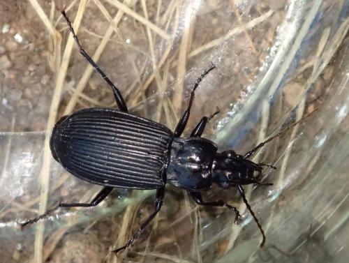 Pterostichus niger